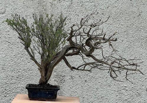 Bonsai Tijm - Hoogte (boom): 34 cm - Diepte (boom): 45 cm -, Antiek en Kunst, Curiosa en Brocante