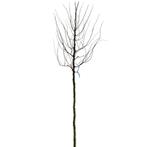 Valse Christusdoorn - Gleditsia triacanthos ‘Sunburst’ - Omt, Ophalen of Verzenden