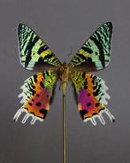 Vlinder Taxidermie volledige montage - Urania Ripheus, Nieuw