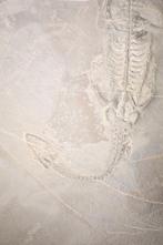 Zeereptiel - Gefossiliseerd dier - Keichousaurus - 23 cm -