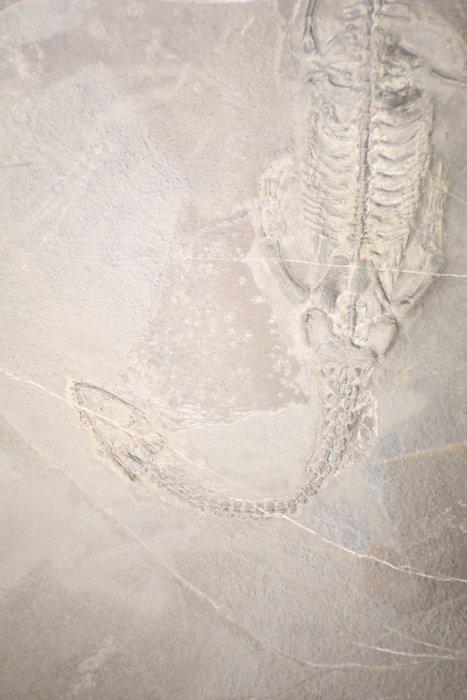 Zeereptiel - Gefossiliseerd dier - Keichousaurus - 23 cm -, Verzamelen, Mineralen en Fossielen