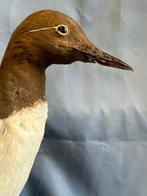 Uria de teugels vast Taxidermie volledige montage - Uria, Nieuw