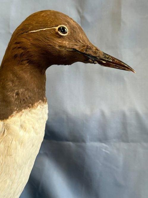 Uria de teugels vast Taxidermie volledige montage - Uria, Verzamelen, Dierenverzamelingen