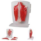 Anatomie model rugspieren, 4-delig, 22x27x16cm, Nieuw
