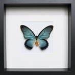 Vlinder Taxidermie volledige montage - Papilio Zalmoxis - 25, Nieuw