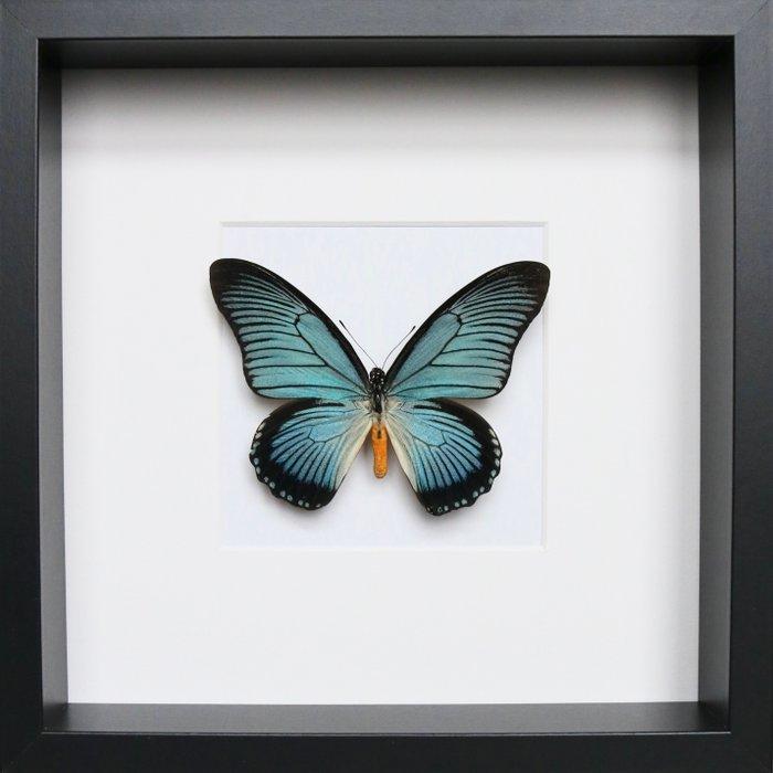 Vlinder Taxidermie volledige montage - Papilio Zalmoxis - 25, Verzamelen, Dierenverzamelingen