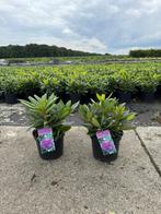 NU LEVERBAAR!! Rhododendrons Grandiflorum, Ophalen