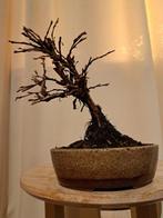 potentilla fruticosa bonsai in bonsaischaal - Hoogte (boom):, Antiek en Kunst