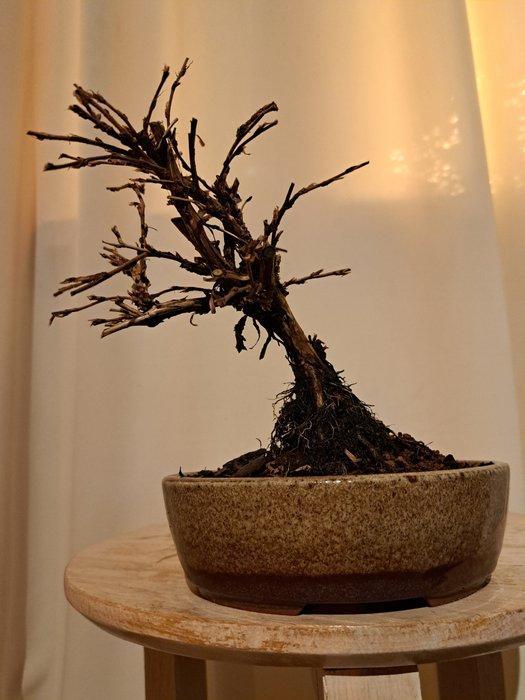 potentilla fruticosa bonsai in bonsaischaal - Hoogte (boom):, Antiek en Kunst, Curiosa en Brocante