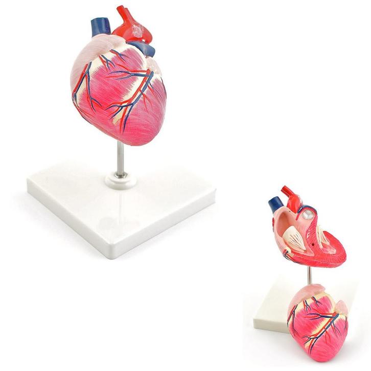 Anatomie model hart van een hond, Sport en Fitness, Massageproducten