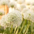 5x White Giant - Allium bollen, Verzenden