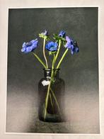 Tessa Posthuma de Boer - Anemone #5