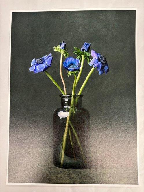 Tessa Posthuma de Boer - Anemone #5, Antiek en Kunst, Kunst | Schilderijen | Modern
