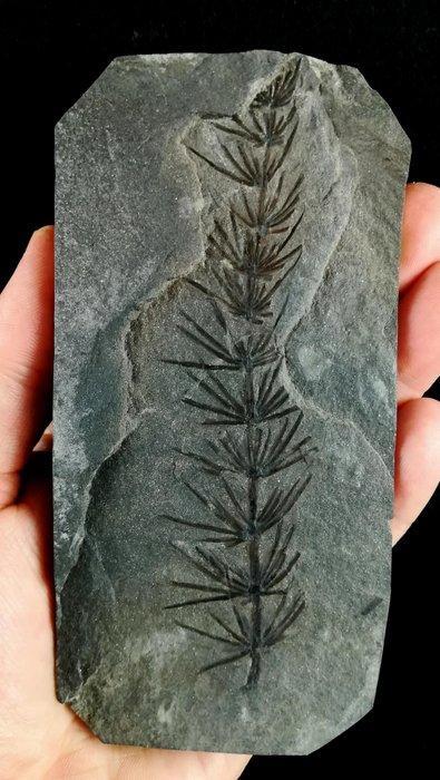 Fossiele plant met uitzonderlijke conservering!! - Cola de, Verzamelen, Mineralen en Fossielen