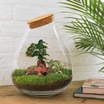 DIY terrarium - Drop XL Bonsai - 37 cm - Normal, Verzenden