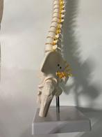 Hip and Spine - Medisch instrument - Composiet, Antiek en Kunst