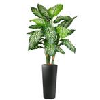 Dieffenbachia kunstplant, H175cm, Huis en Inrichting, Kamerplanten, Ophalen of Verzenden