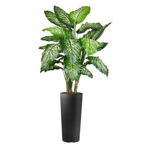 Dieffenbachia kunstplant, H175cm, Huis en Inrichting, Kamerplanten, Ophalen of Verzenden