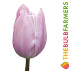 Bloembollen - 50 x Tulp Silver Cloud - wit met roze, Verzenden, Voorjaar, Volle zon, Bloembol