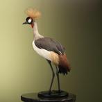 Kraanvogel Taxidermie volledige montage - Balearica, Nieuw