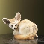 Fennec Fox - reclining - Taxidermie volledige montage -, Nieuw