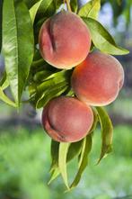 Prunus persica hoogstam, Tuin en Terras, Planten | Tuinplanten