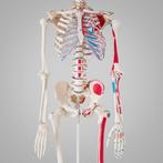 180 cm Menselijke skelet model + spier-markering - wit