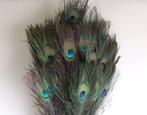 Pauw veren Lang / stuk Peacock feather natural, Ophalen of Verzenden, Nieuw