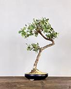 Crataegus - Hoogte (boom): 50 cm - Diepte (boom): 35 cm -, Antiek en Kunst, Curiosa en Brocante