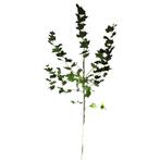 Gewone plataan - Platanus hispanica - Omtrek: 10-14 cm | Hoo, Tuin en Terras, Planten | Bomen, Ophalen of Verzenden