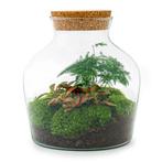 DIY terrarium - Little Joe -  21,5 cm, Huis en Inrichting, Kamerplanten, Verzenden