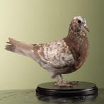 Duif Taxidermie Opgezette Dieren By Max, Verzamelen, Dierenverzamelingen, Ophalen of Verzenden, Nieuw, Vogel, Opgezet dier