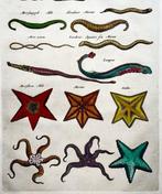 Matthäus Merian (b1593) Hand coloured folio, Marine Life: