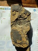 Amfibie - Gefossiliseerd dier - Micromelerpeton (Zonder, Verzamelen, Mineralen en Fossielen