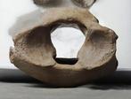 Grote mammoet thoracale wervel met ruggengraat -
