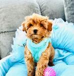 Mini maltipoo reutje f 1 super mooi en gezond, Particulier, 15 weken tot 1 jaar, Buitenland, Parvo