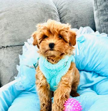 Mini maltipoo reutje f 1 super mooi en gezond beschikbaar voor biedingen