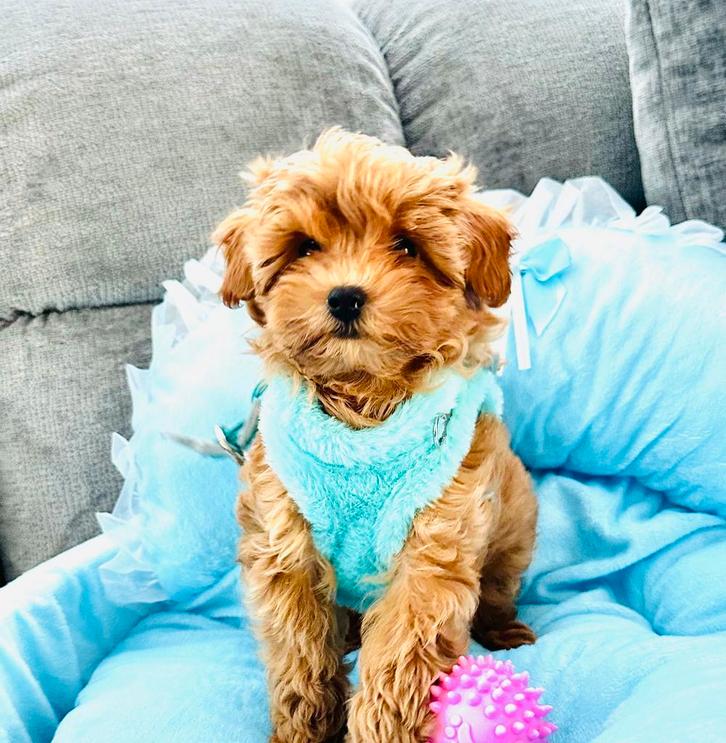 Mini maltipoo reutje f 1 super mooi en gezond, Dieren en Toebehoren, Honden | Chihuahua's en Gezelschapshonden, Meerdere, Reu