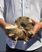 Ammoniet - Gefossiliseerd dier - Mammites nodosoides, Verzamelen, Mineralen en Fossielen
