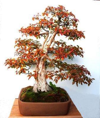 Kweek uw eigen Bonsai wij hebben 70 soorten op voorraad, Tuin en Terras, Bloembollen en Zaden, Zaad, Gehele jaar, Halfschaduw