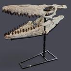 Zeereptiel - Fossiele schedel - Mosasaurio - 92 cm - 35 cm, Verzamelen