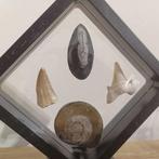 Fossiel - Fossiele tand - Bijzondere set van 4unieke, Antiek en Kunst