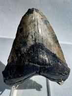 Megalodon - Fossiele tand - Carcharocles megalodon - 12.6 cm