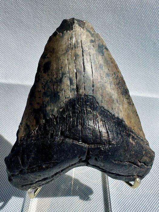 Megalodon - Fossiele tand - Carcharocles megalodon - 12.6 cm, Verzamelen, Mineralen en Fossielen