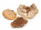 Elfenbankje  Sponge mushroom 5-15cm 250g Sponge Mushroom, Hobby en Vrije tijd, Ophalen of Verzenden, Nieuw
