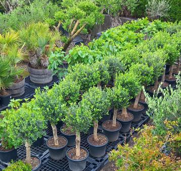 Olijfbomen - Olea europaea - NU MET 25% KORTING! beschikbaar voor biedingen