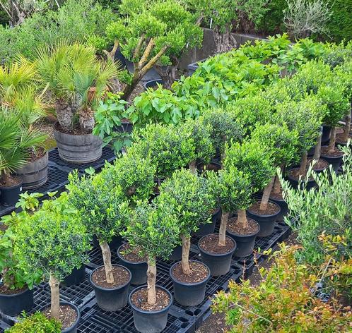 Olijfbomen - Olea europaea - NU MET 25% KORTING!, Tuin en Terras, Planten | Bomen, 100 tot 250 cm, Overige soorten, Bloeit niet