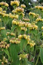 Brandkruid Phlomis russeliana Pot