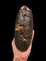 Roofvogel Sp. - Gefossiliseerd ei - Dinosauro - 21.5 cm -