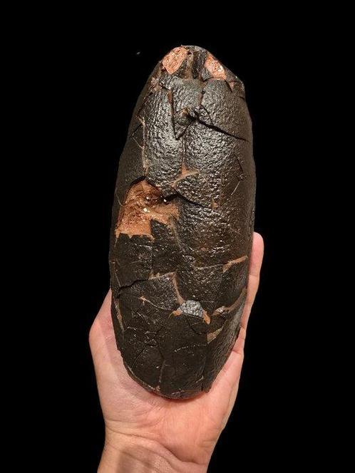 Roofvogel Sp. - Gefossiliseerd ei - Dinosauro - 21.5 cm -, Verzamelen, Mineralen en Fossielen